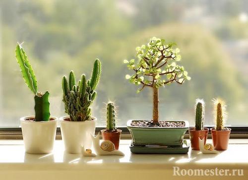 Какие цветы поставить в зале. Куда поставить цветы в квартире: советы