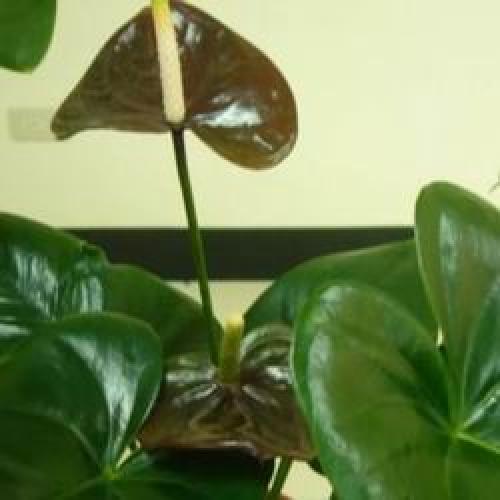 Цветы в горшках мужские. Мужской цветок антуриум, как ухаживать