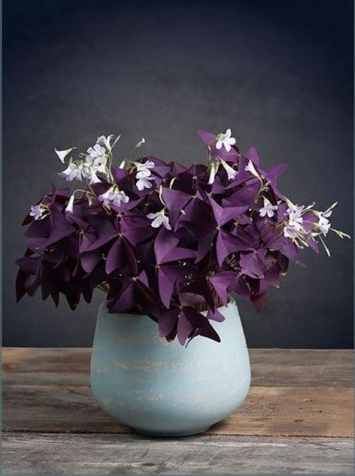 Комнатные цветы приносящие одиночество. 10 комнатных растений, притягивающих любовь и благополучие в семье