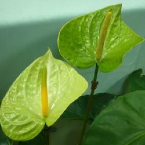 Цветы в горшках мужские. Мужской цветок антуриум, как ухаживать