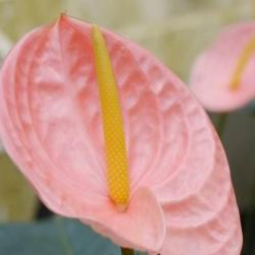 Цветы в горшках мужские. Мужской цветок антуриум, как ухаживать