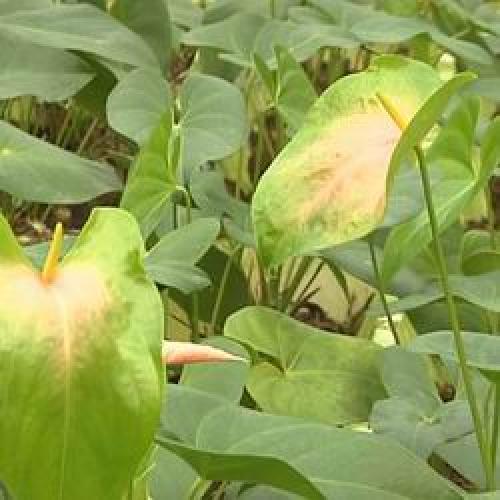 Цветы в горшках мужские. Мужской цветок антуриум, как ухаживать