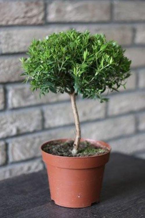 Комнатные цветы приносящие одиночество. 10 комнатных растений, притягивающих любовь и благополучие в семье