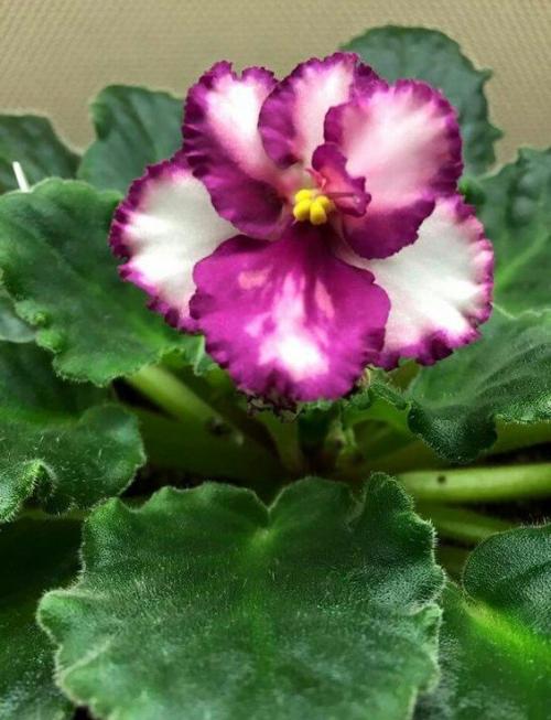 Комнатные цветы приносящие одиночество. 10 комнатных растений, притягивающих любовь и благополучие в семье