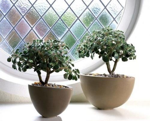 Комнатные цветы приносящие одиночество. 10 комнатных растений, притягивающих любовь и благополучие в семье