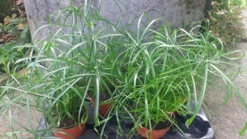 Комнатные растения приносящие несчастье. 8 растений, которые по поверьям могут принести несчастья в дом