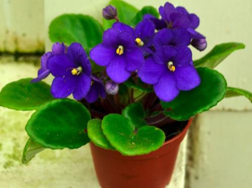 Растения приносящие беду. Комнатные растения приносящие удачу