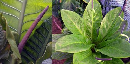 Цветок мужское счастье виды. Антуриум – цветок мужское счастье