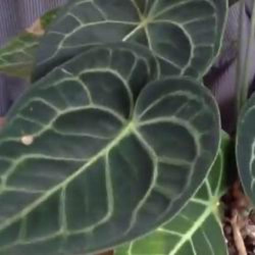 Цветы в горшках мужские. Мужской цветок антуриум, как ухаживать