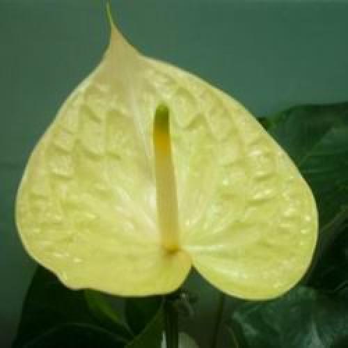 Цветы в горшках мужские. Мужской цветок антуриум, как ухаживать