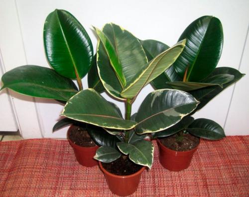 Комнатные растения приносящие несчастье. 8 растений, которые по поверьям могут принести несчастья в дом