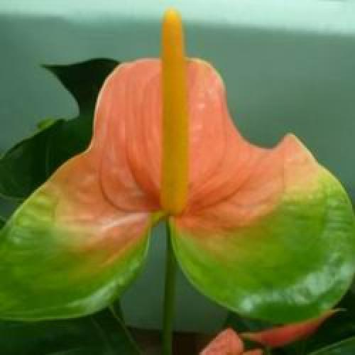 Цветы в горшках мужские. Мужской цветок антуриум, как ухаживать