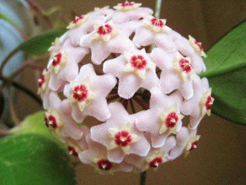 Растения приносящие беду. Комнатные растения приносящие удачу