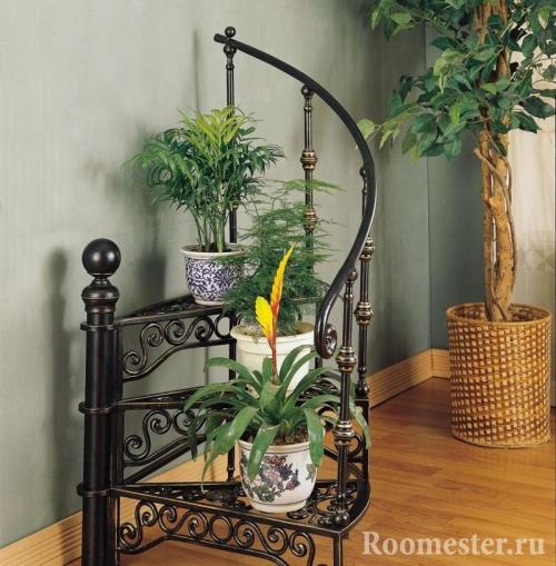 Какие цветы поставить в зале. Куда поставить цветы в квартире: советы