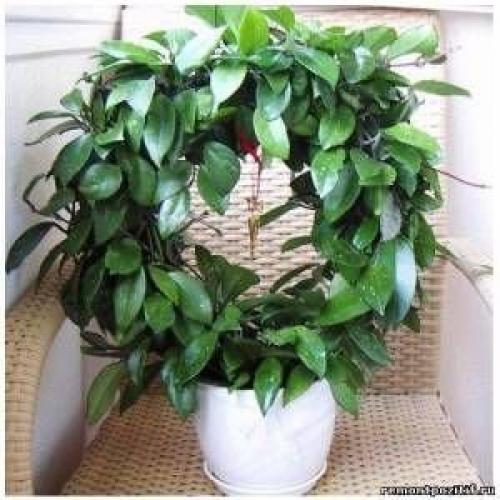 Комнатные цветы приносящие одиночество. 10 комнатных растений, притягивающих любовь и благополучие в семье