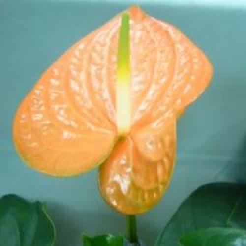 Цветы в горшках мужские. Мужской цветок антуриум, как ухаживать