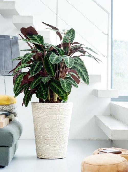 Комнатные цветы приносящие одиночество. 10 комнатных растений, притягивающих любовь и благополучие в семье