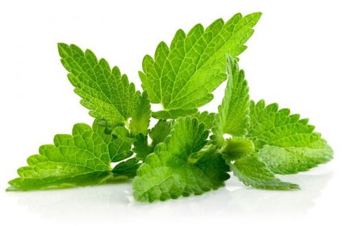 Цветы приносящие удачу и деньги. Топ-5 денежных цветков