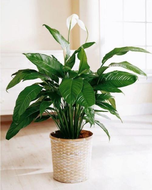 Комнатные цветы приносящие одиночество. 10 комнатных растений, притягивающих любовь и благополучие в семье