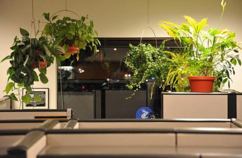 Цветы в квартире дизайн. Комнатные цветы в интерьере ванной комнаты 07 Цветы в квартире дизайн. Комнатные цветы в интерьере ванной комнаты 07