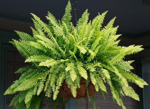 Комнатные растения приносящие несчастье. 8 растений, которые по поверьям могут принести несчастья в дом