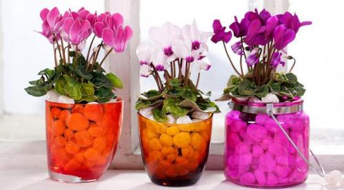 Цветы приносящие деньги в дом. Комнатные растения приносящие удачу