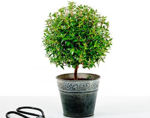 Цветы приносящие деньги в дом. Комнатные растения приносящие удачу