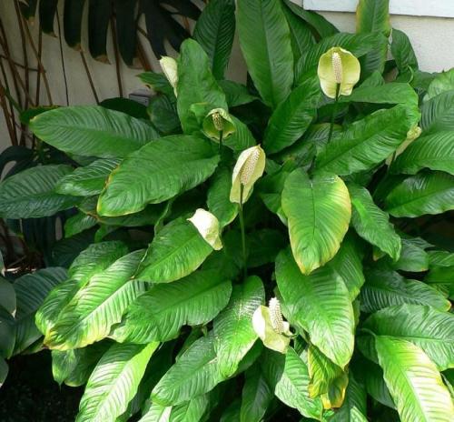 Денежные цветы для дома. Как ухаживать за денежным деревом в домашних условиях 15 Денежные цветы для дома. Как ухаживать за денежным деревом в домашних условиях 15