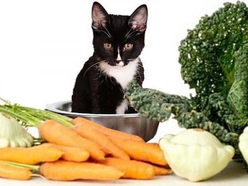 Какие овощи можно есть. Польза овощей