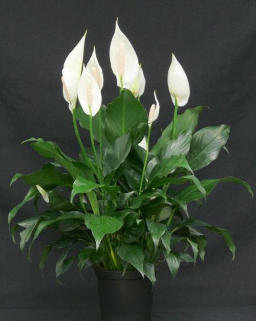 Денежные цветы для дома. Как ухаживать за денежным деревом в домашних условиях 14 Денежные цветы для дома. Как ухаживать за денежным деревом в домашних условиях 14