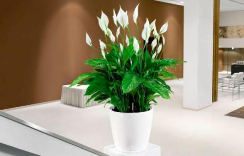 Цветы приносящие деньги в дом. Комнатные растения приносящие удачу