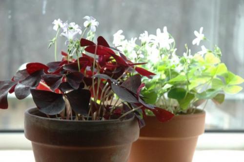 Цветы приносящие деньги в дом. Комнатные растения приносящие удачу