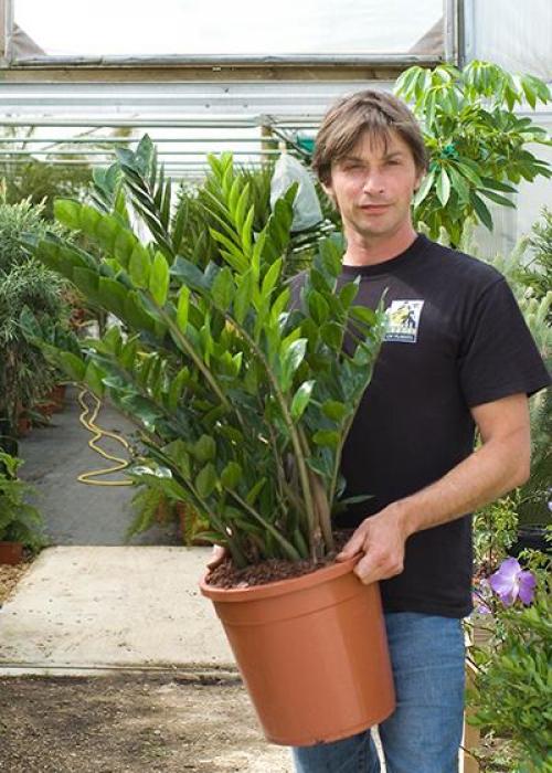 Денежные цветы для дома. Как ухаживать за денежным деревом в домашних условиях 16 Денежные цветы для дома. Как ухаживать за денежным деревом в домашних условиях 16