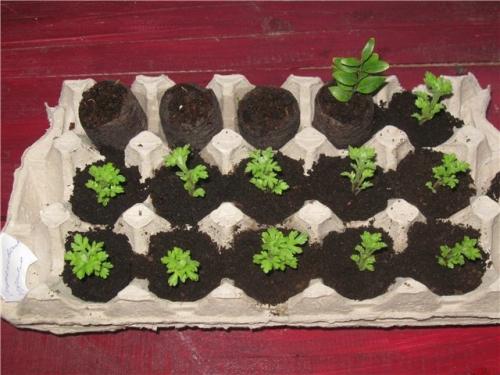 Как использовать ячейки из под яиц в огороде. Полезное применение бумажных лотков для яиц в огороде