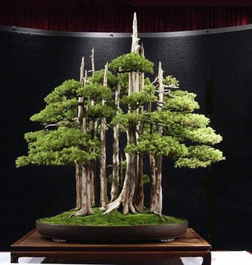 Какой комнатный цветок подарить мужчине. Комнатный цветок – отличный подарок для делового мужчины 01 Какой комнатный цветок подарить мужчине. Комнатный цветок – отличный подарок для делового мужчины 01