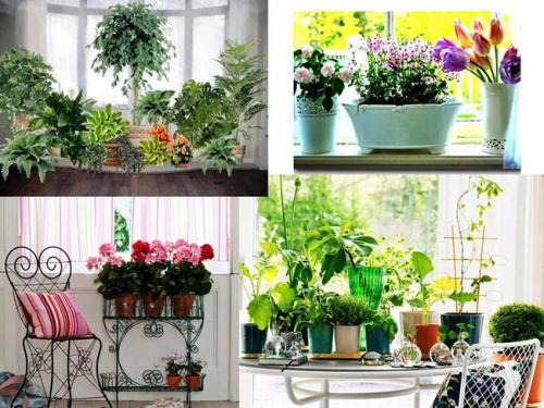 Цветы для домашней оранжереи. Домашняя оранжерея, как ее красиво оформить