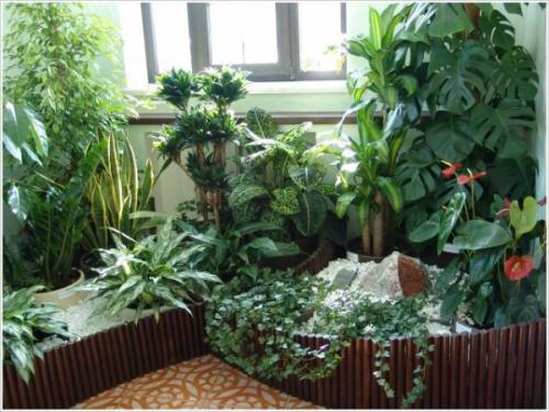 Как в квартире сделать оранжерею. Зимний сад в квартире (44 фото): выбор места, стиля и растений