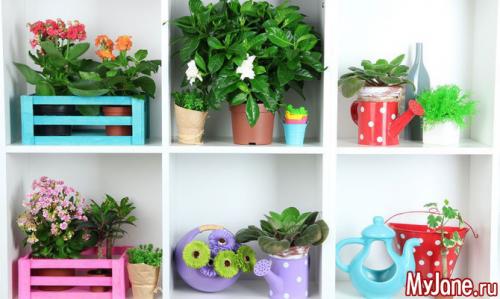 Цветы для домашней оранжереи. Домашняя оранжерея, как ее красиво оформить