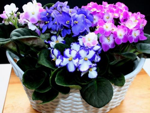 Какой цветок в горшке подарить бабушке. Топ 5 лучших цветов в горшке в подарок женщине