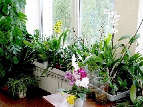 Оранжерея на даче. Создание микроклимата в оранжерее: обогрев, вентиляция, освещение