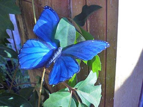 Бабочки из бутылок пластиковых. Мастер-класс изготовления бабочек из пластиковых бутылок 15