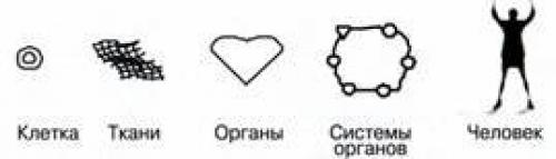 Продукты для омоложения организма. 5 продуктов для омоложения организма и снижения веса