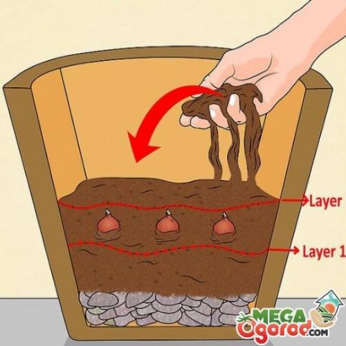 Как вырастить тюльпаны в горшке на улице.