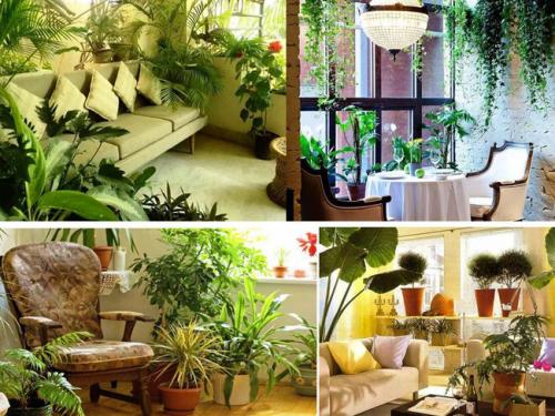 Цветы для домашней оранжереи. Домашняя оранжерея, как ее красиво оформить