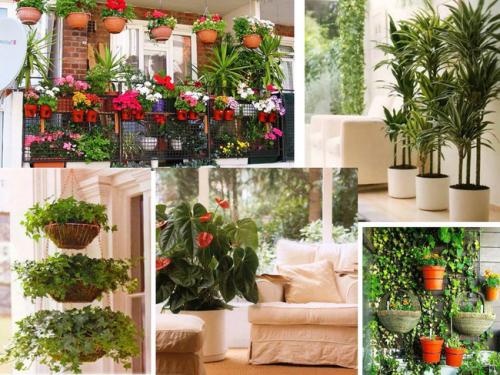 Цветы для домашней оранжереи. Домашняя оранжерея, как ее красиво оформить