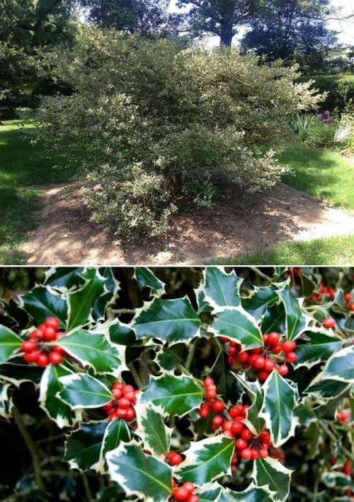 Какие кустарники растут в тени. Многолетние теневыносливые кустарники