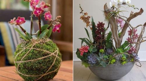 Композиции в горшках из орхидей. Как сделать композицию из орхидей