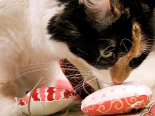 Игрушки для кошек своими руками в домашних условиях. Мягкая игрушка для кота