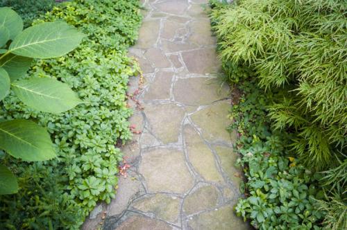 Растения для глубокой тени. Что посадить в тени вместо газона? Все гениальное просто