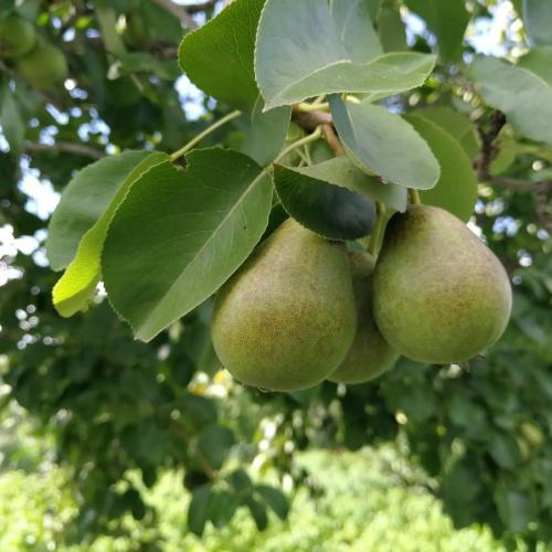 Перестала есть мучное и сладкое похудела. Как я перестала есть сладости и начала худеть